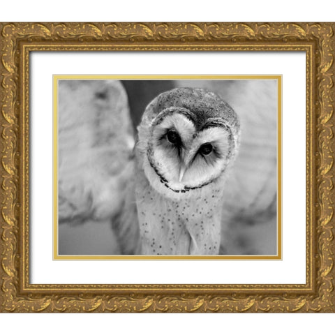 Cute Owl Wings Spread Gold Ornate Wood Framed Art Print with Double Matting by Straatsma, Leah