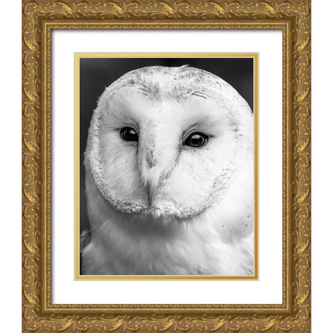 Owl Close Up Gold Ornate Wood Framed Art Print with Double Matting by Straatsma, Leah