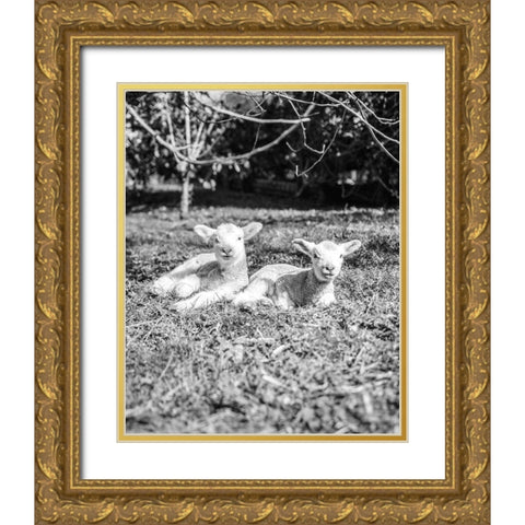 Two Sheep Gold Ornate Wood Framed Art Print with Double Matting by Straatsma, Leah