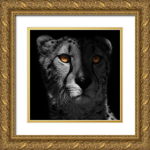 Glaring Gaze 1 Gold Ornate Wood Framed Art Print with Double Matting by Prime, Marcus