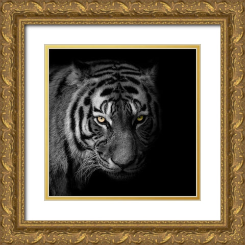 Glaring Gaze 2 Gold Ornate Wood Framed Art Print with Double Matting by Prime, Marcus