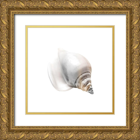 Calming Nautilus Shell 2 Gold Ornate Wood Framed Art Print with Double Matting by Prime, Marcus
