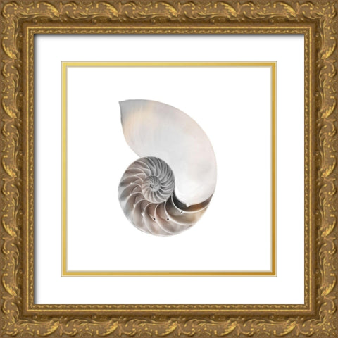 Calming Spiral Shell 2 Gold Ornate Wood Framed Art Print with Double Matting by Prime, Marcus