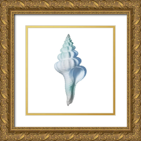 Seaside Shell 2 Gold Ornate Wood Framed Art Print with Double Matting by Prime, Marcus