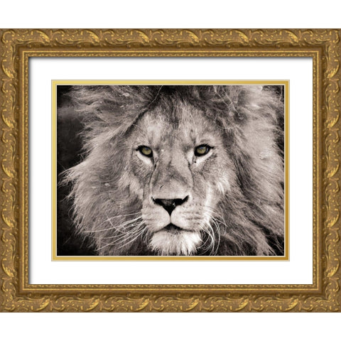 Lion Look Gold Ornate Wood Framed Art Print with Double Matting by Villa, Mlli