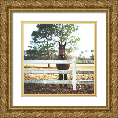 Horse Look 2 Gold Ornate Wood Framed Art Print with Double Matting by Villa, Milli