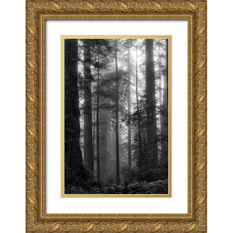 North Coast Redwoods BW Gold Ornate Wood Framed Art Print with Double Matting by Poinski, Dianne