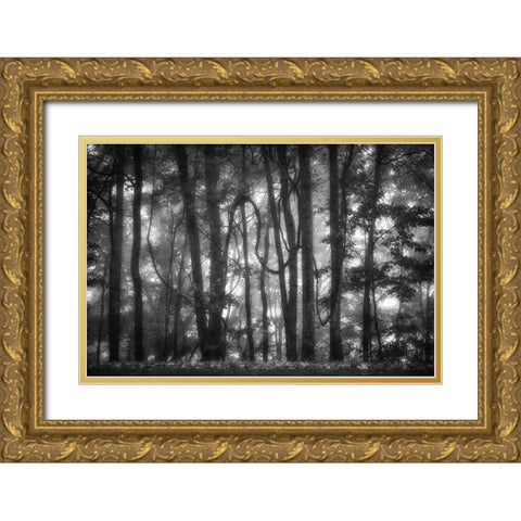 Into the Woods 2 BW Gold Ornate Wood Framed Art Print with Double Matting by Poinski, Dianne