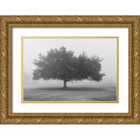 Trees in Fog BW Gold Ornate Wood Framed Art Print with Double Matting by Poinski, Dianne