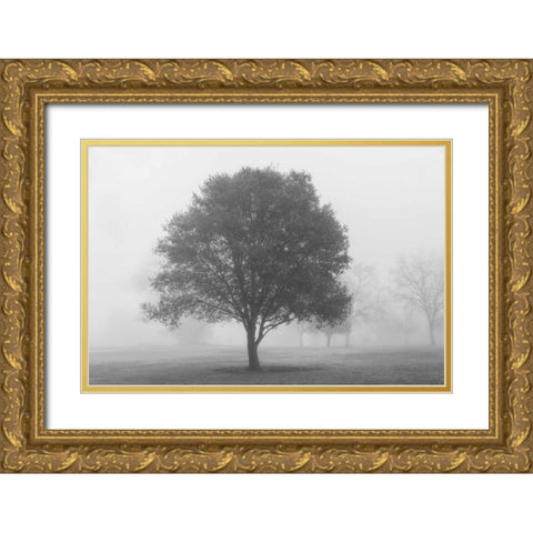 Trees in Fog BW Gold Ornate Wood Framed Art Print with Double Matting by Poinski, Dianne