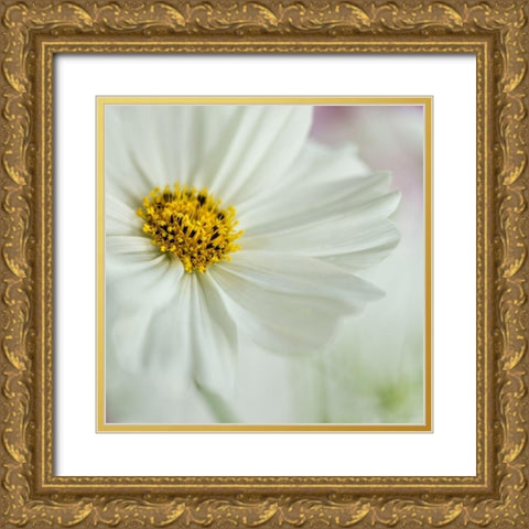 White Cosmos Gold Ornate Wood Framed Art Print with Double Matting by Poinski, Dianne