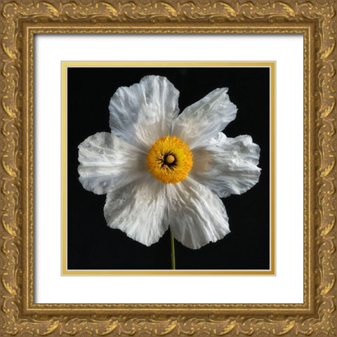 Matilija Poppy Gold Ornate Wood Framed Art Print with Double Matting by Poinski, Dianne