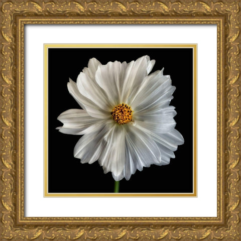 Daisy White 1 Gold Ornate Wood Framed Art Print with Double Matting by Poinski, Dianne