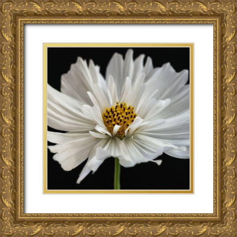 Daisy White 2 Gold Ornate Wood Framed Art Print with Double Matting by Poinski, Dianne