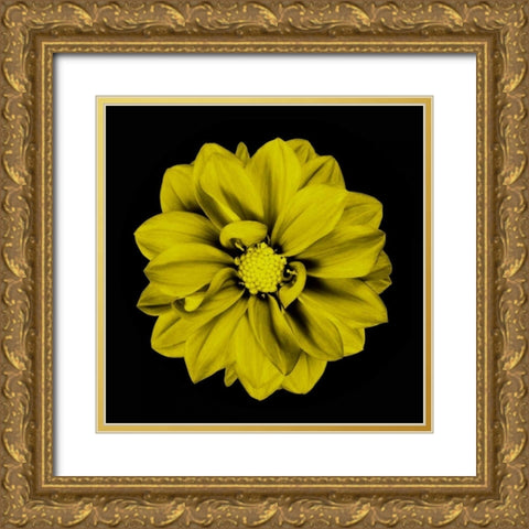 Sepia Floral IV Gold Ornate Wood Framed Art Print with Double Matting by Greene, Taylor