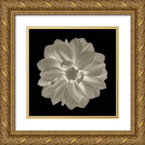 Sepia Floral IV Gold Ornate Wood Framed Art Print with Double Matting by Greene, Taylor