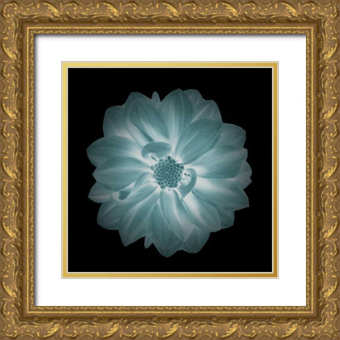 Daylight Floral IV Gold Ornate Wood Framed Art Print with Double Matting by Greene, Taylor