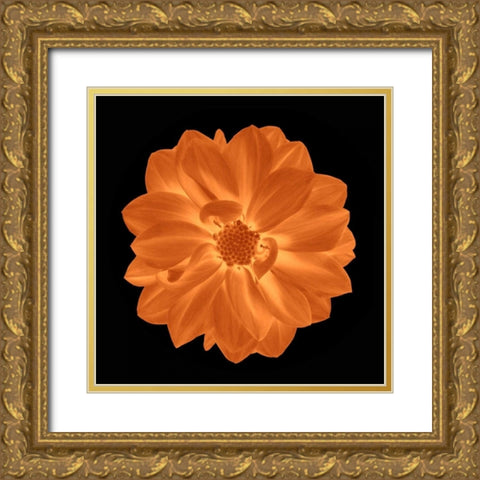 Sepia Floral IV Gold Ornate Wood Framed Art Print with Double Matting by Greene, Taylor