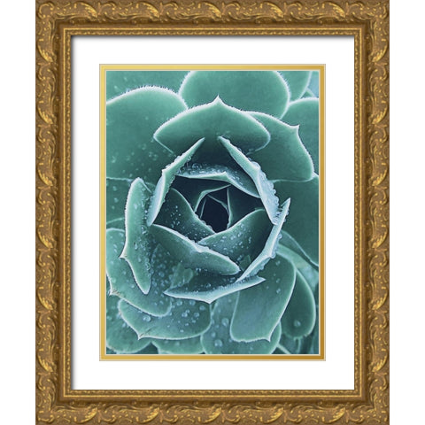 Succulent with Dew 1 Gold Ornate Wood Framed Art Print with Double Matting by Urban Epiphany