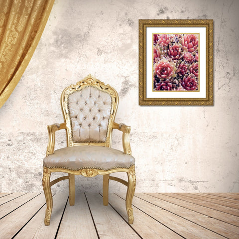 Red Succulents New Born 1 Gold Ornate Wood Framed Art Print with Double Matting by Urban Epiphany