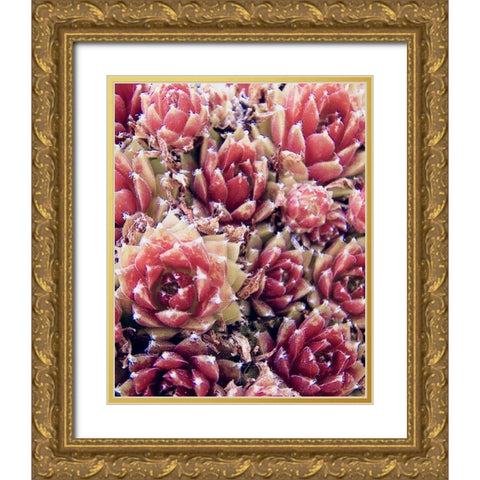Red Succulents New Born 1 Gold Ornate Wood Framed Art Print with Double Matting by Urban Epiphany