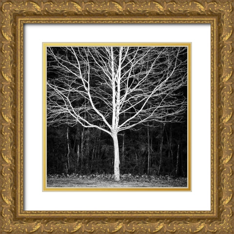 Winter Tree Square Gold Ornate Wood Framed Art Print with Double Matting by Urban Epiphany