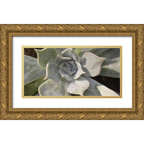 Succulent 2 Gold Ornate Wood Framed Art Print with Double Matting by Brown, Victoria