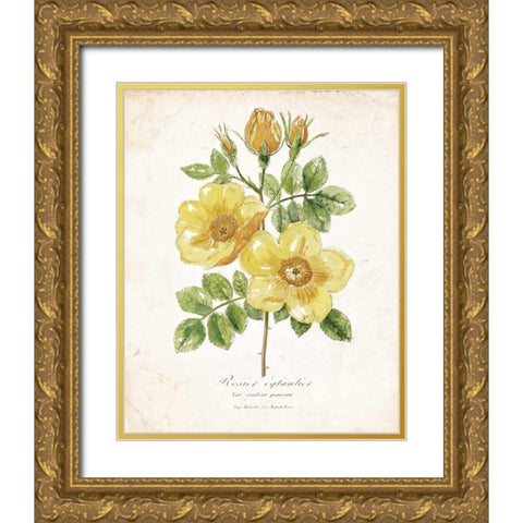 Botanical IV Gold Ornate Wood Framed Art Print with Double Matting by Nan