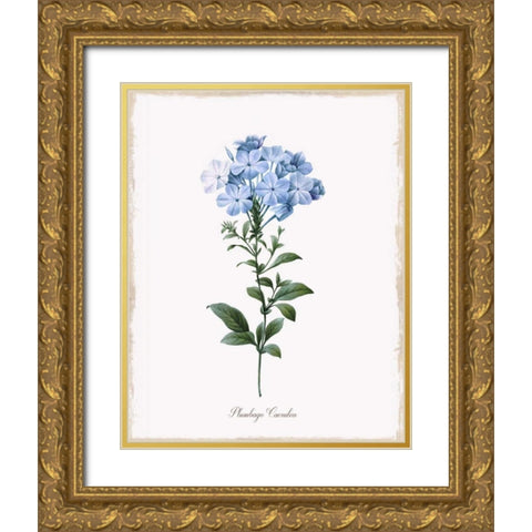 Cape Leadwort Gold Ornate Wood Framed Art Print with Double Matting by Donovan, Kelly