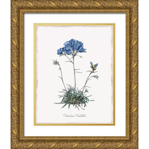Caladrinia Gold Ornate Wood Framed Art Print with Double Matting by Donovan, Kelly
