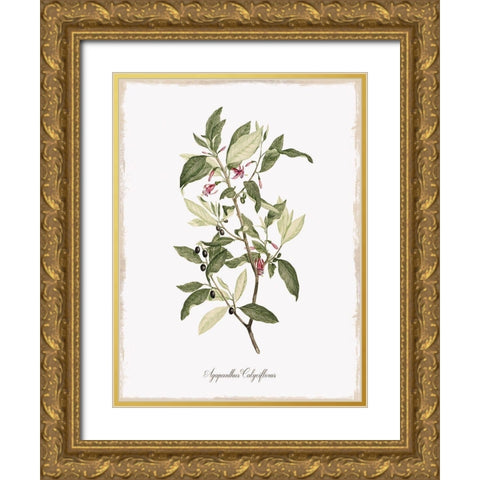 Botanical Gold Ornate Wood Framed Art Print with Double Matting by Donovan, Kelly