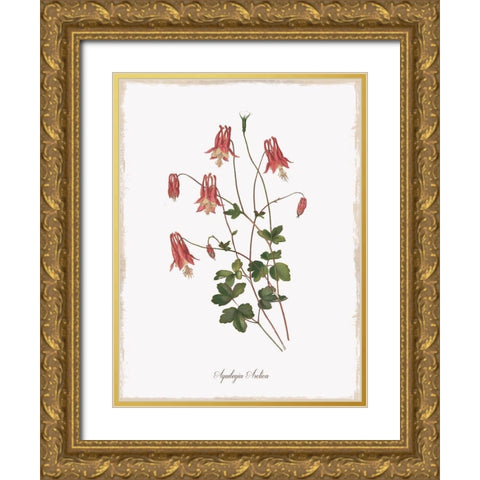 Botanical Columbine Gold Ornate Wood Framed Art Print with Double Matting by Donovan, Kelly