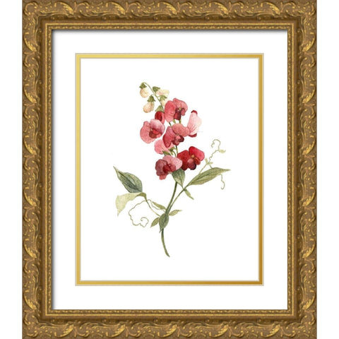 Scarlet Sweet Pea Gold Ornate Wood Framed Art Print with Double Matting by Robinson, Carol
