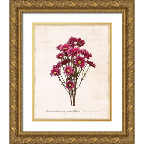 Sketchbook Chrysanthemum Gold Ornate Wood Framed Art Print with Double Matting by Carpentieri, Natalie