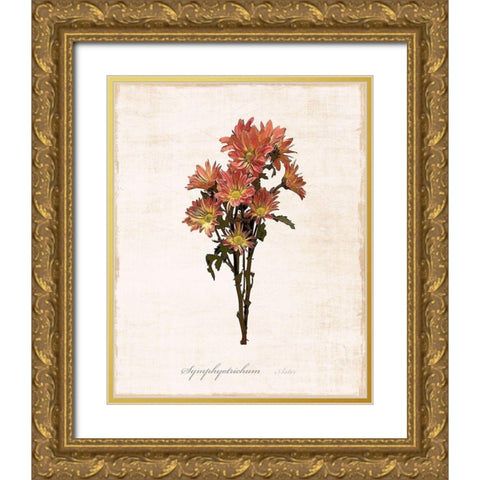 Sketchbook Aster Gold Ornate Wood Framed Art Print with Double Matting by Carpentieri, Natalie
