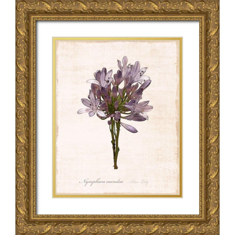 Sketchbook Lily Gold Ornate Wood Framed Art Print with Double Matting by Carpentieri, Natalie