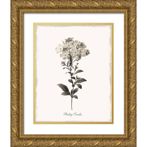 Sketchbook Leadwort Gold Ornate Wood Framed Art Print with Double Matting by Donovan, Kelly