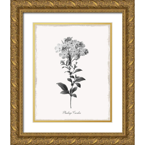 Simply Cape Leadwort Gold Ornate Wood Framed Art Print with Double Matting by Donovan, Kelly