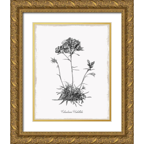 Simply Caladrinia Gold Ornate Wood Framed Art Print with Double Matting by Donovan, Kelly