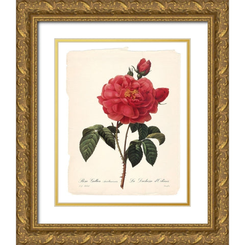 Red Botanical III Gold Ornate Wood Framed Art Print with Double Matting by Robinson, Carol