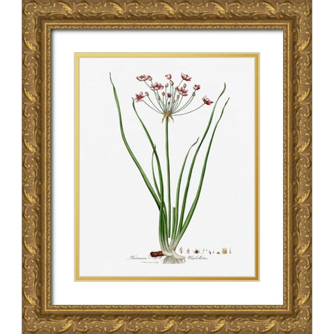 Rose Botanical II Gold Ornate Wood Framed Art Print with Double Matting by CAD Designs