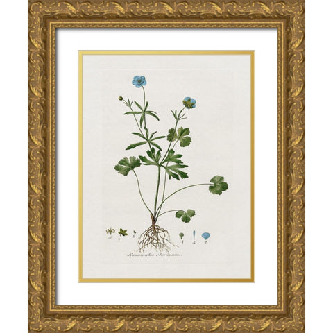 Buttercup Study Gold Ornate Wood Framed Art Print with Double Matting by Donovan, Kelly