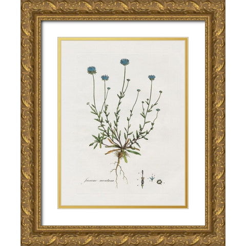 Bellflower Study Gold Ornate Wood Framed Art Print with Double Matting by Donovan, Kelly