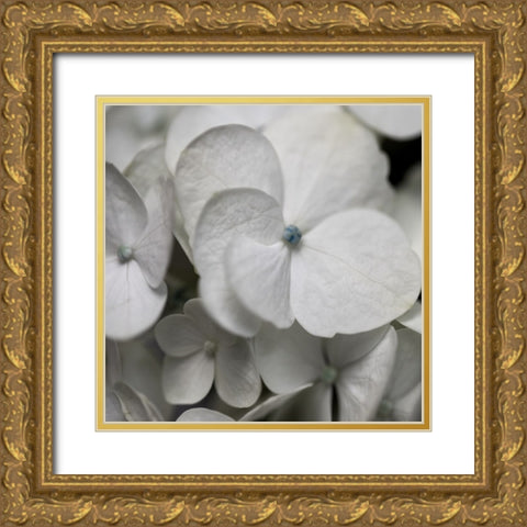 Hydrangea II Gold Ornate Wood Framed Art Print with Double Matting by Robinson, Carol