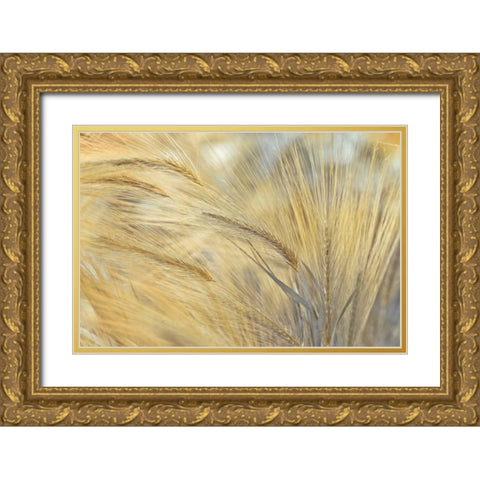 Foxtail Gold Ornate Wood Framed Art Print with Double Matting by Frank, Assaf
