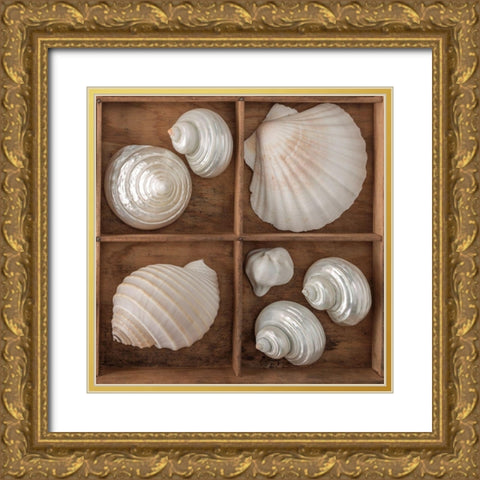 Seashells Treasures III Gold Ornate Wood Framed Art Print with Double Matting by Frank, Assaf