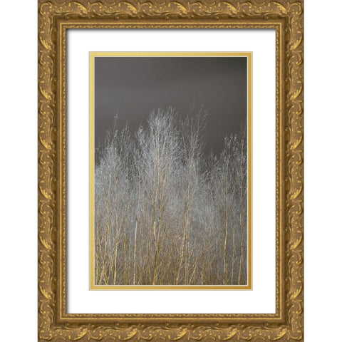 Silver Forest III Gold Ornate Wood Framed Art Print with Double Matting by Frank, Assaf
