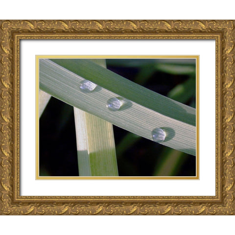 Leaf Design Gold Ornate Wood Framed Art Print with Double Matting by Christensen, Jim