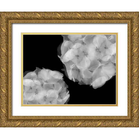 Hydrangea Gold Ornate Wood Framed Art Print with Double Matting by Christensen, Jim