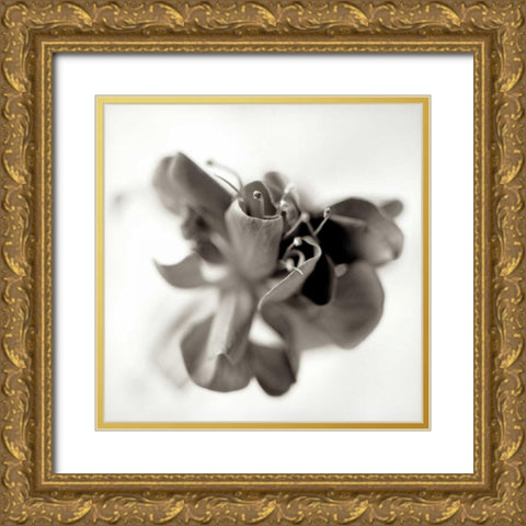 Florison - 37 Gold Ornate Wood Framed Art Print with Double Matting by Blaustein, Alan